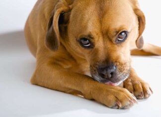 Cane che si lecca la zampa anteriore a causa di allergie