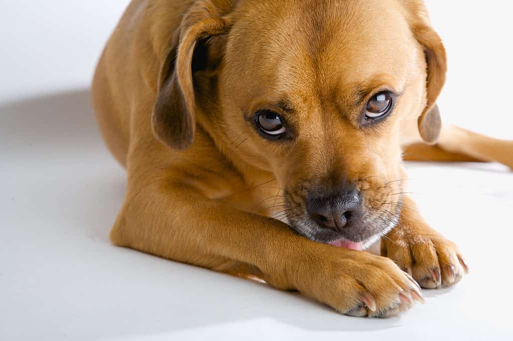 Cane che si lecca la zampa anteriore a causa di allergie