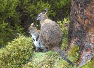 I wallaby allevano i loro piccoli nel marsupio, proprio come fanno i canguri e i koala.