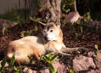 Cane canterino della Nuova Guinea sdraiato in un'aiuola vicino all'albero