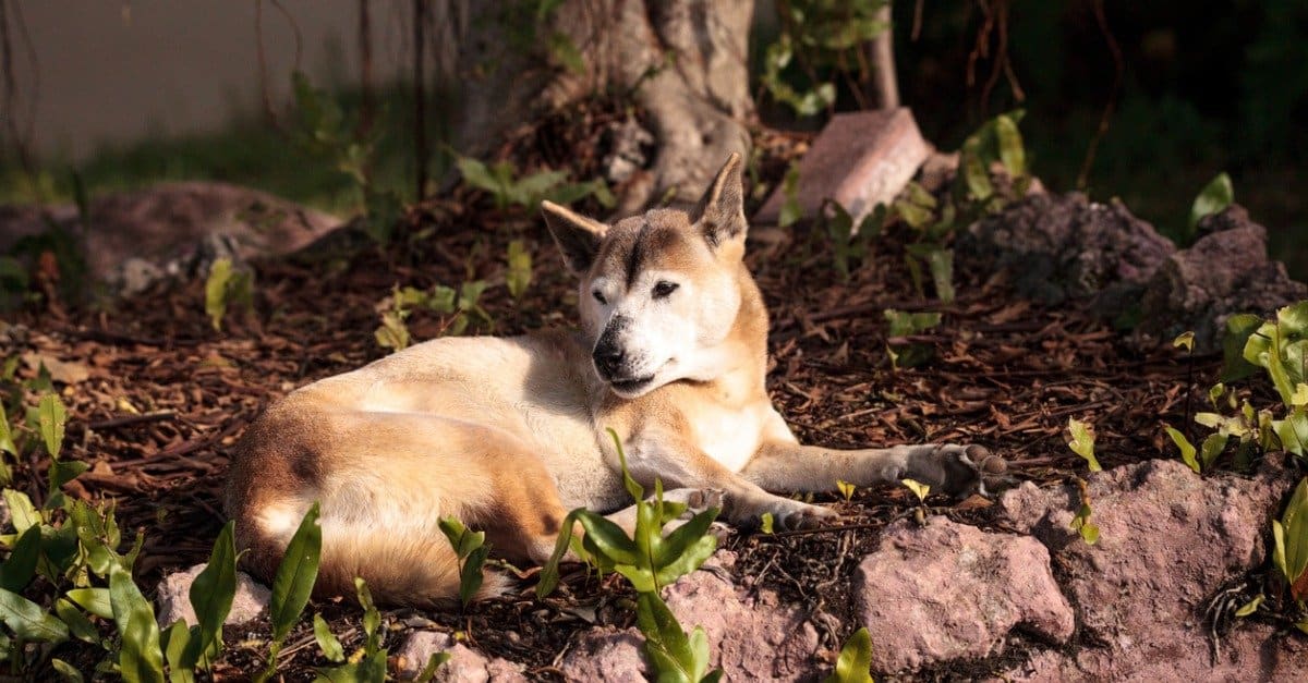 Cane canterino della Nuova Guinea sdraiato in un'aiuola vicino all'albero