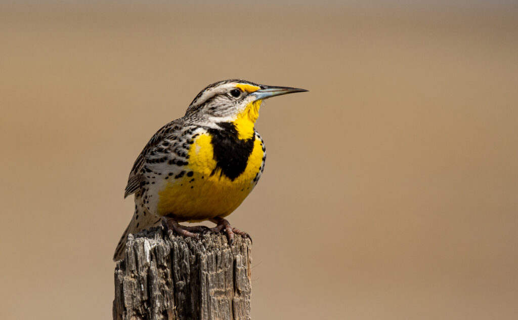 Una bellissima allodola occidentale appollaiata su un palo di recinzione nelle pianure del Colorado