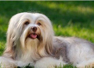 Un allegro cane Havanese color cioccolato è sdraiato sull'erba - Campione dello spettacolo