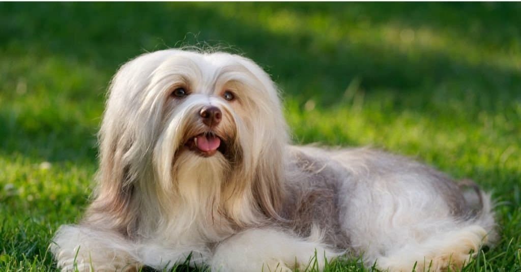 Un allegro cane Havanese color cioccolato è sdraiato sull'erba - Campione dello spettacolo