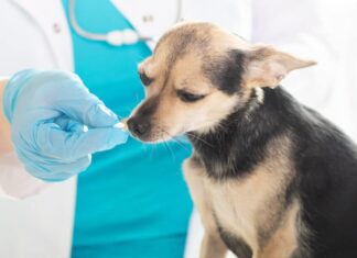 Veterinario che dà una pillola a un chihuaha Veterinario che dà una pillola a un chihuaha