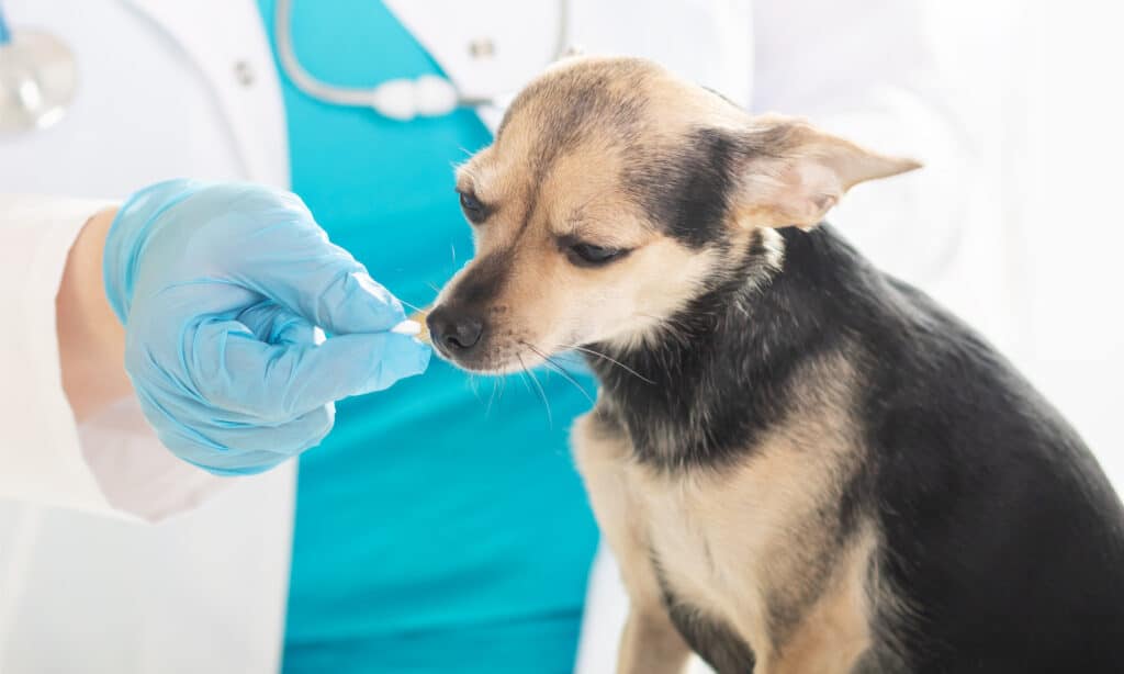 Veterinario che dà una pillola a un chihuaha Veterinario che dà una pillola a un chihuaha