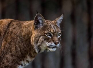 lince rossa