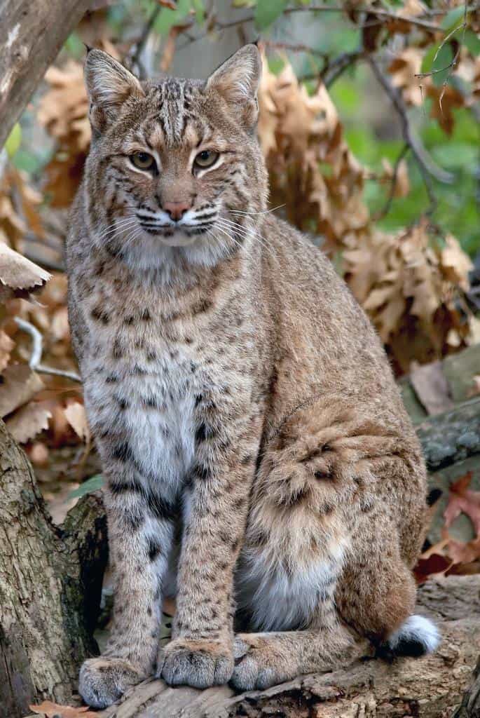 Lince rossa nel Wisconsin: quante ce ne sono e sono pericolose?
