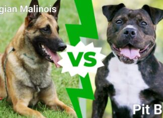 Malinois belga contro Pit Bull: quali sono le differenze?
