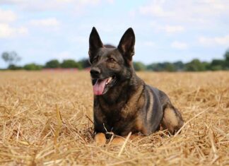 Pastore tedesco Malinois in un campo