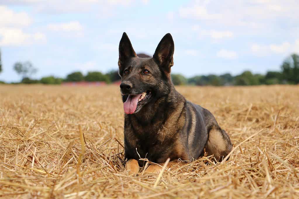 Pastore tedesco Malinois in un campo