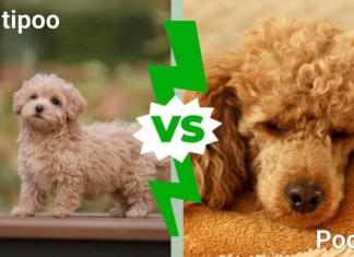 Maltipoo vs. Barboncino: 8 differenze chiave da sapere
