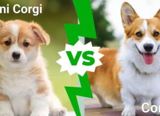 Mini Corgi contro Corgi