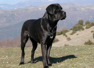 Cane Corso