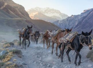 Muli da soma che scendono dalle montagne. Parco Nazionale dell'Aconcagua