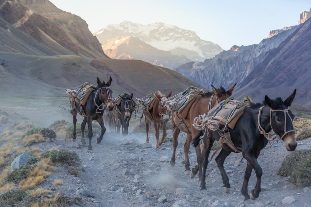 Muli da soma che scendono dalle montagne. Parco Nazionale dell'Aconcagua