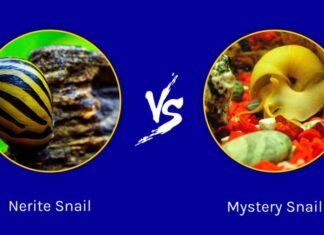 Nerite vs Mystery Snail: qual è la differenza?
