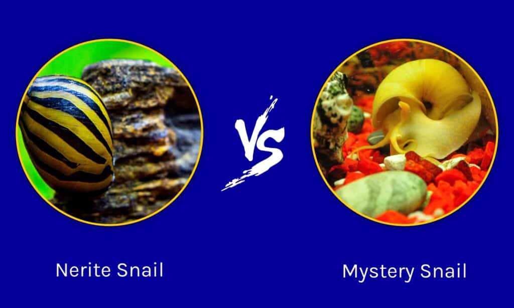 Nerite vs Mystery Snail: qual è la differenza?
