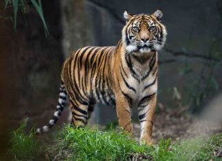 Tigre del Bengala in piedi nell'erba