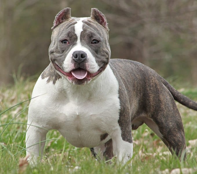 Tasca American Bully grigia e bianca sull'erba