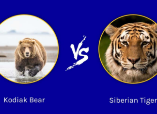 Orso Kodiak contro tigre siberiana: chi vincerebbe in uno scontro?
