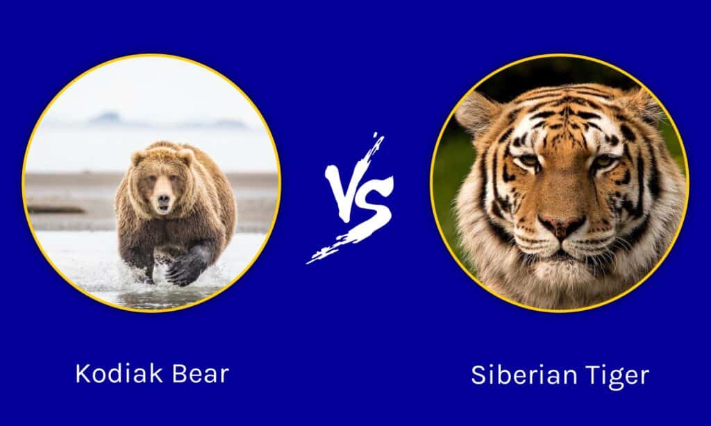 Orso Kodiak contro tigre siberiana: chi vincerebbe in uno scontro?
