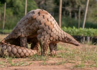 Animali che mangiano insetti – Pangolino