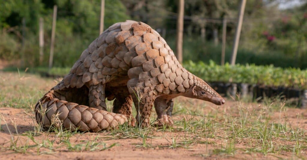 Animali che mangiano insetti – Pangolino