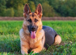 cibo per cani per pastori tedeschi