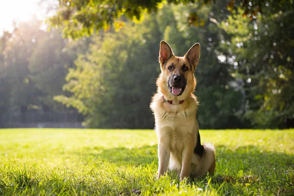 Pastore tedesco, Cane, Seduto, Esterno, Erba