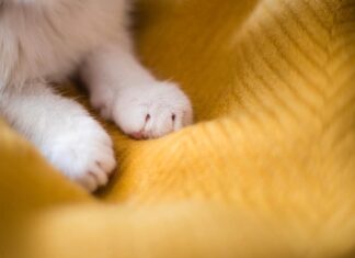 Zampe di gatto bianco brillante. Dorme su sfondo giallo, spazio per la copia.