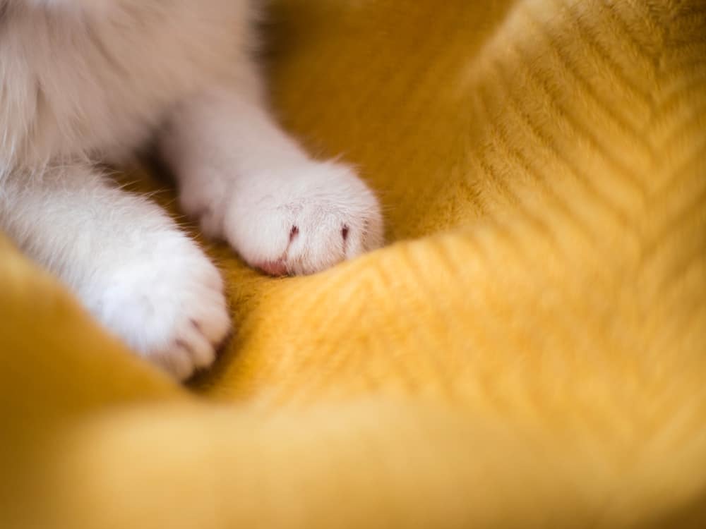 Zampe di gatto bianco brillante. Dorme su sfondo giallo, spazio per la copia.