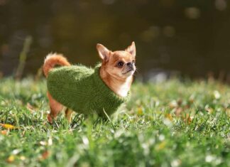 Chihuahua in maglione