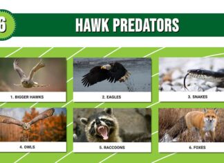 Infografica di 6 predatori di falchi