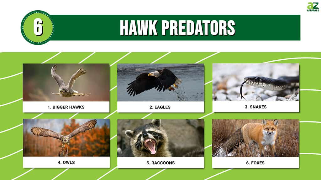 Infografica di 6 predatori di falchi