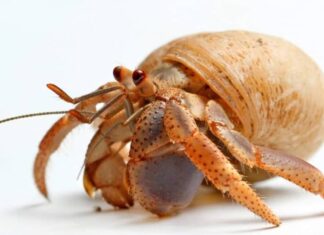 Granchio delle sabbie, un paguro del Mar dei Caraibi isolato su sfondo bianco.