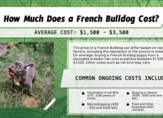 Quanto costa un bulldog francese? infografica