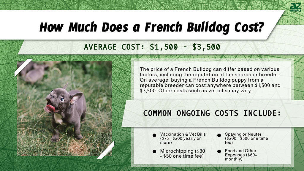 Quanto costa un bulldog francese? infografica