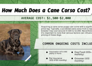 Quanto costa un cane corso? infografica