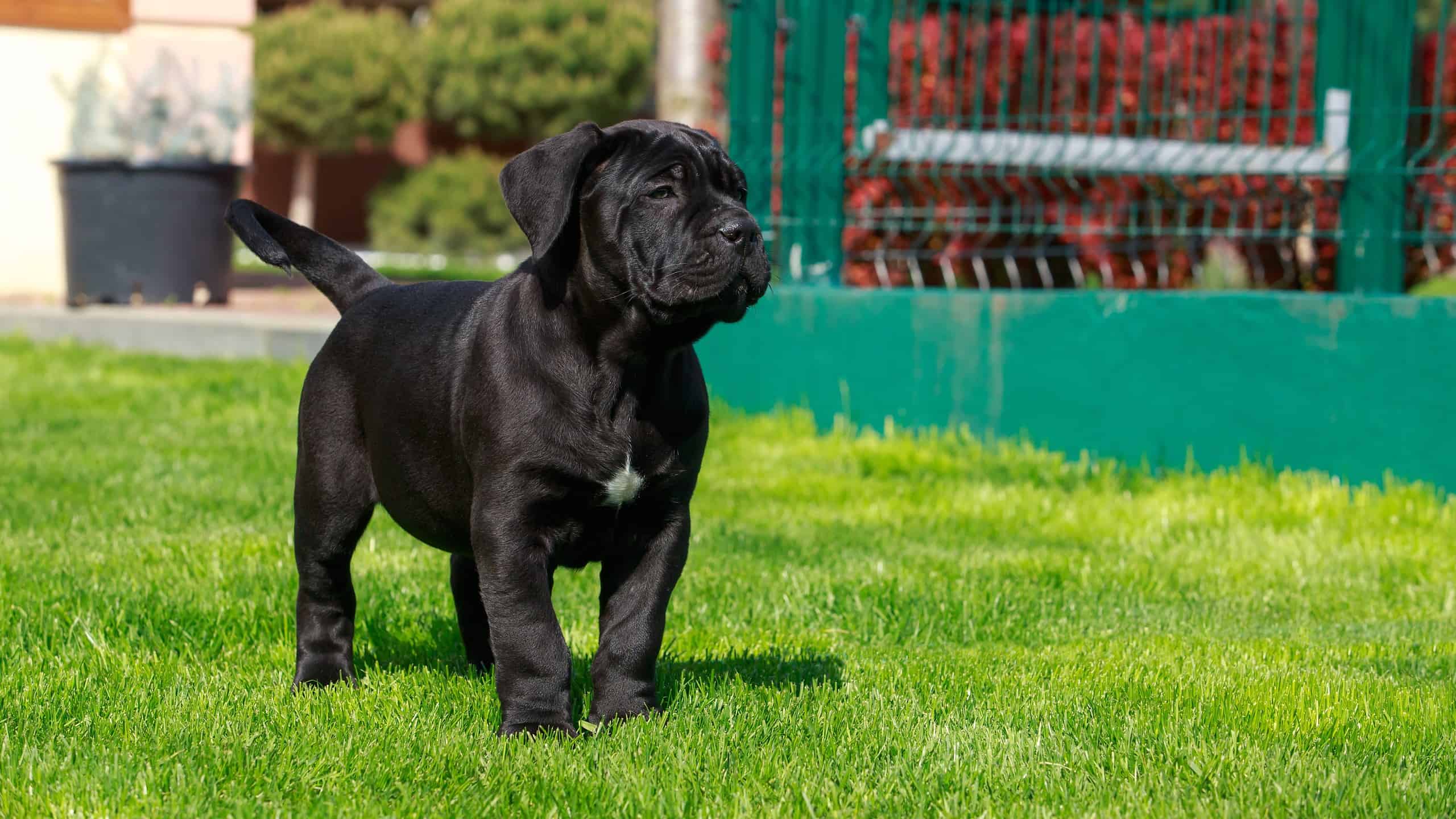 cucciolo di cane corso italiano che cammina sull'erba verde