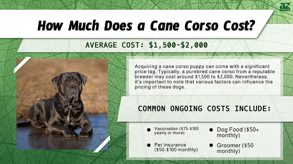 Quanto costa un cane corso? infografica