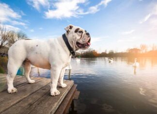 Bulldog inglese bianco in piedi sul molo