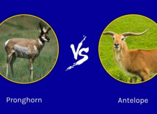 Pronghorn vs Antilope: quali sono le loro differenze?
