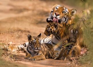 Tigre del Bengala con cucciolo