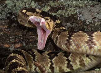 Un serpente a sonagli dalla coda nera, Crotalus molossus, che attacca una preda o una minaccia