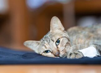 Il gatto malato giaceva debole sul panno azzurro, lo sguardo fisso in movimento. Concetto di salute del gatto. Messa a fuoco morbida.