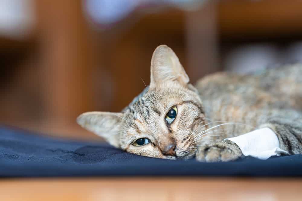 Il gatto malato giaceva debole sul panno azzurro, lo sguardo fisso in movimento. Concetto di salute del gatto. Messa a fuoco morbida.