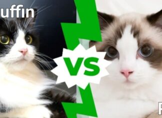 Ragamuffin vs Ragdoll: quali sono le differenze?
