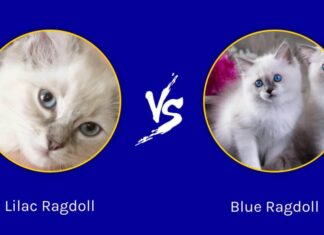 Ragdoll lilla vs Ragdoll blu: quali sono le differenze?
