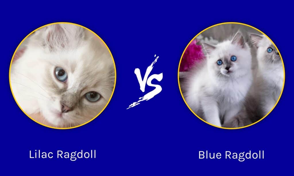 Ragdoll lilla vs Ragdoll blu: quali sono le differenze?
